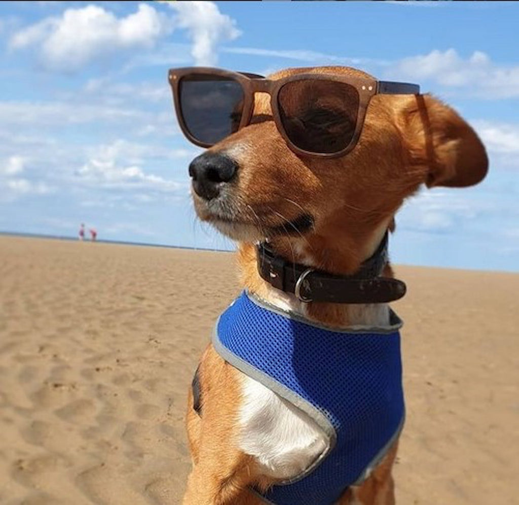 Polarised AIK Sunglasses Worn By Dog